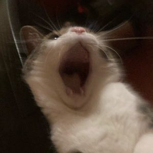 Meet your Posher, Sophia